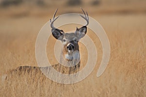 Whitetail Buck Deer standing in tall grass standfing hunting season