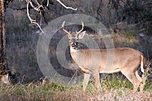 Whitetail Buck Deer in the Texas Hill Country