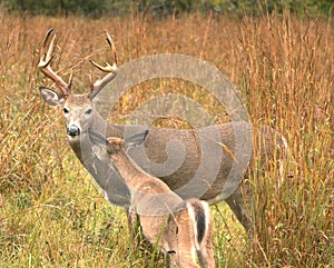 Whitetail Buck With Doe