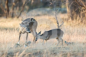 Whitetail buck with a doe in heat