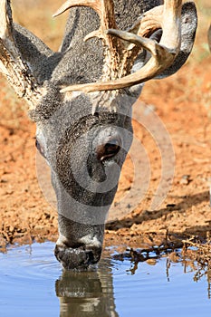 Whitetail buck drinking water