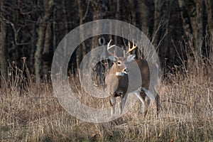 Whitetail buck at the edge of the forest looking