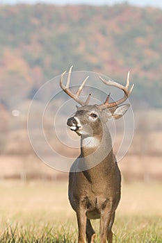 Whitetail buck and fall colors