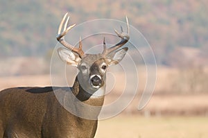 Whitetail buck and fall colors