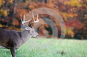 Whitetail buck and fall colors