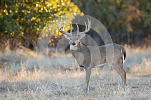 Whitetail buck with fall colors in background photo