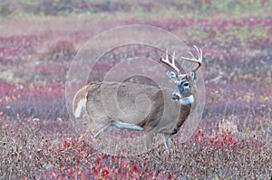 Whitetail buck in fall foliage with large rack