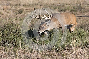 Whitetail Buck Focusing on doe