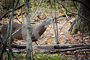 Whitetail buck in forest
