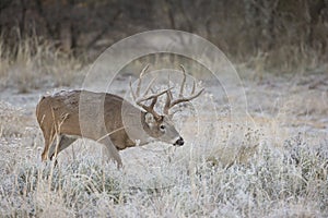 Whitetail Buck with frost on back searching for doe during the rut