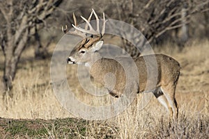 Whitetail Buck in full rut photo