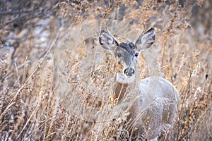 Whitetail buck in grasses