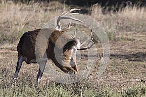 Whitetail buck grooming self on prairie