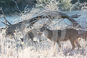 Whitetail buck with group of does