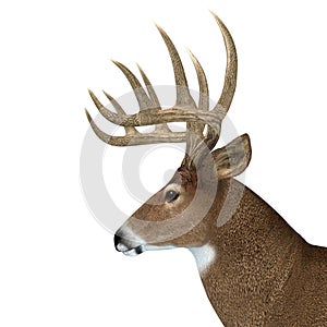 Whitetail Buck Head on White Background