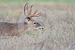 Whitetail Buck in heat searching for doe in tall prairie grass