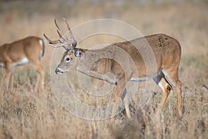 Whitetail buck with injury behind his ear