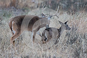 Whitetail buck kicking doe with front leg