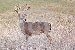 Whitetail buck looking behind