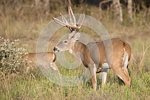 Whitetail Buck looking for forage photo
