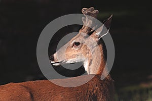 Whitetail Buck, Looking Left