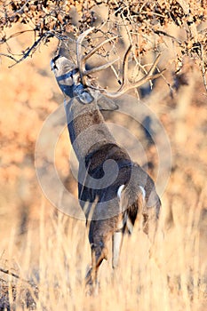 Whitetail buck making his scent mark on branch