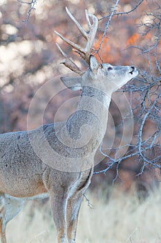 Whitetail buck making his scent mark on tree branch