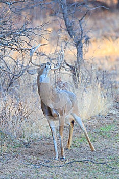 Whitetail buck marking scent on tree branch photo