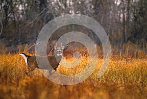 Whitetail Buck in Meadow photo