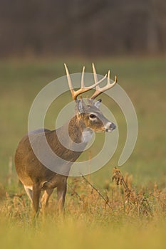 Whitetail buck in morning light