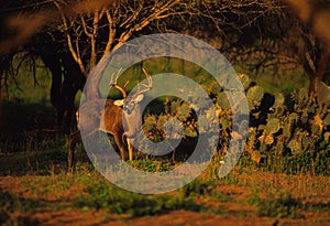 Whitetail Buck Near Cactus