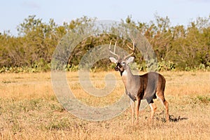 Whitetail buck in opening