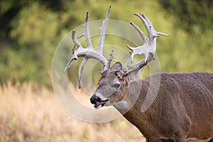 Whitetail buck panting