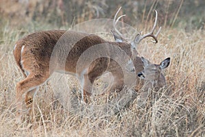 Whitetail buck pinning down a doe in heat