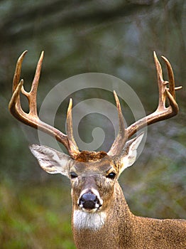 Whitetail Buck Portrait