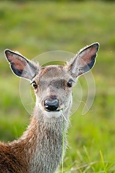 Whitetail buck portrait