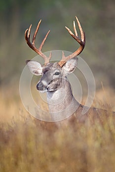 Whitetail buck portrait