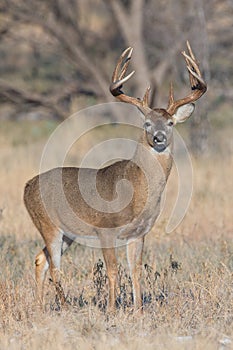 Whitetail buck portrait photograph