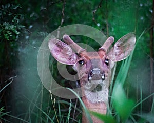 Whitetail Buck Portrait in Velvet in Michigan