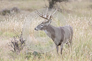 Whitetail Buck in prairie grass