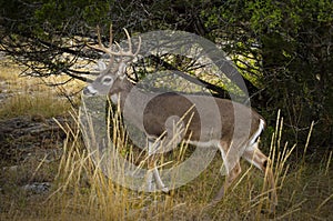 Whitetail Buck preparing to bed down for the evening