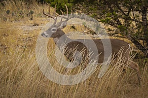 Whitetail Buck preparing to bed down for the evening