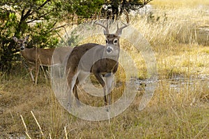 Whitetail Buck preparing to bed down for the evening