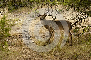 Whitetail Buck preparing to bed down for the evening