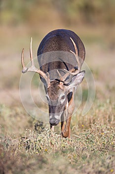 Whitetail buck on the prowl