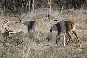 Whitetail buck pushing does in Texas