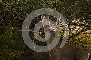 Whitetail Buck reaching for a quick bite to eat