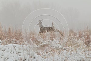 Whitetail Buck Running