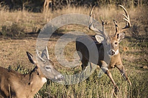 Whitetail Buck running off a younger buck