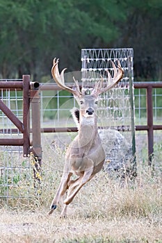 Whitetail buck running out of cattle feeding pens